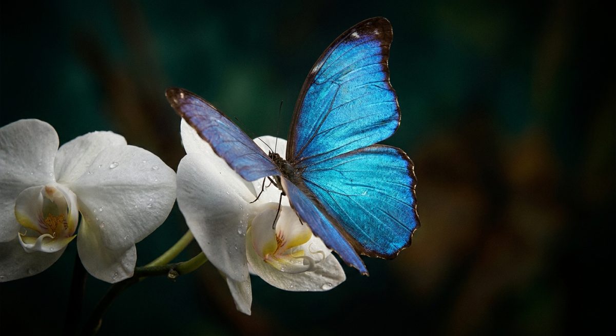 Morpho bleu aux ailes irisées posé sur une orchidée blanche