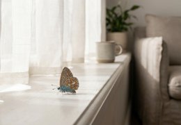 Un papillon entre dans la maison : significations selon les cultures