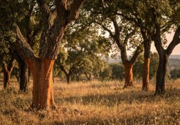 How cork is made in Portugal: from cork oak to finished material